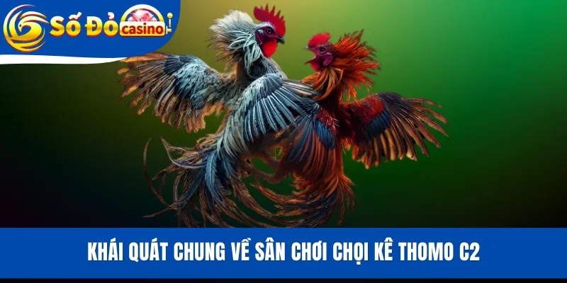 Khái quát chung về sân chơi chọi kê Thomo C2